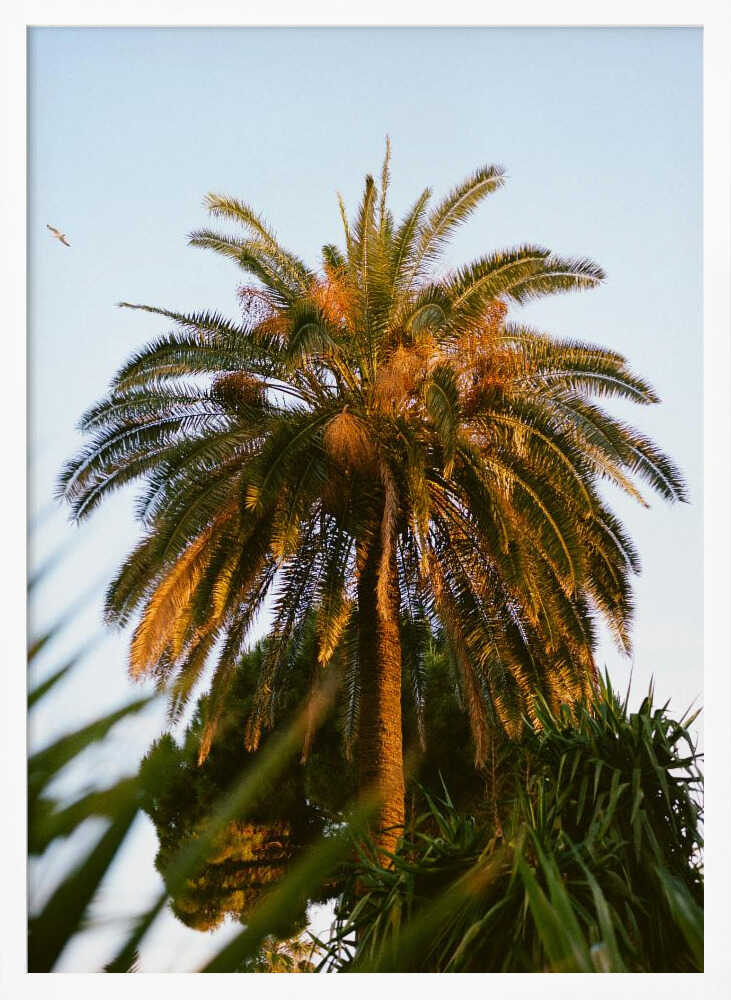 Nice France XII on Film Poster