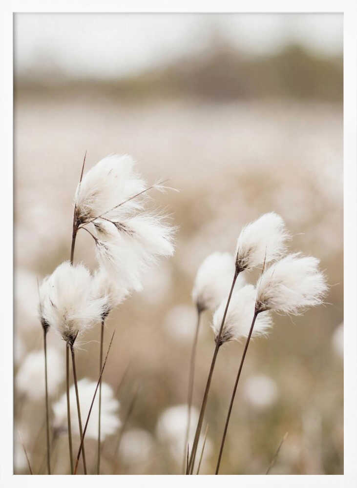 Cotton Grass - Eriophorum Poster
