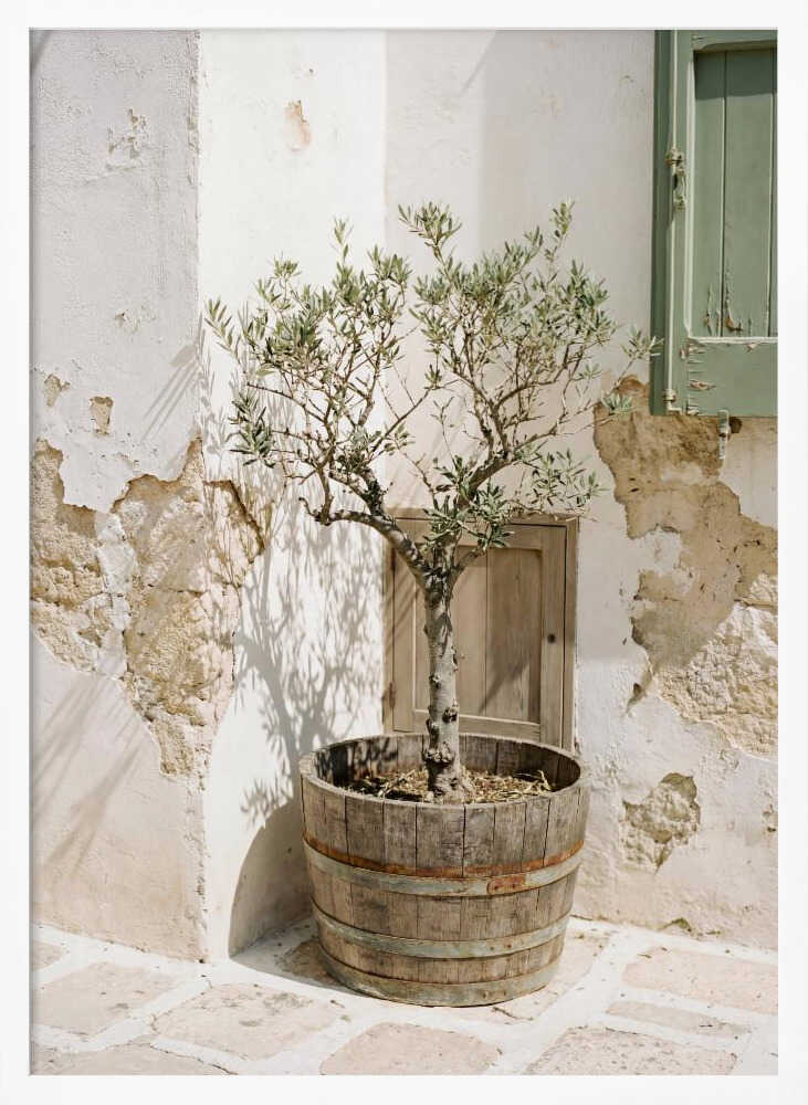 Small Olive Tree In a Wooden Barrel Poster