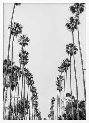Palm Alley Poster