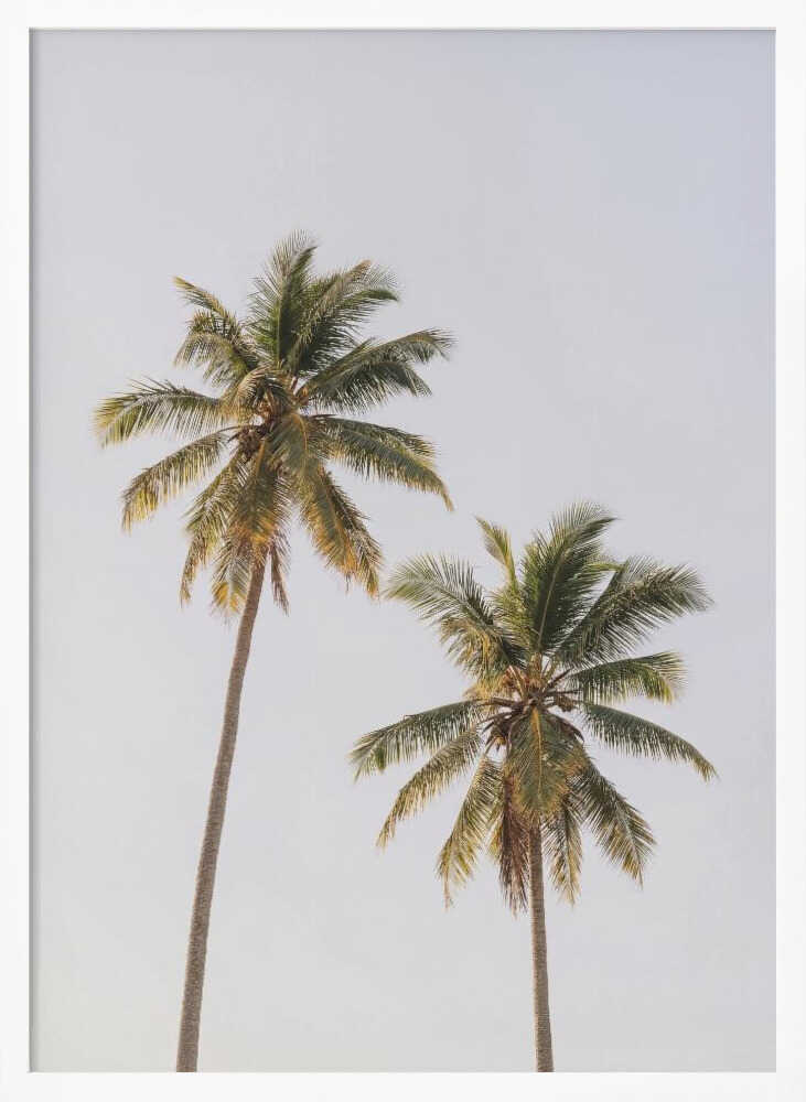 Palm Trees Poster