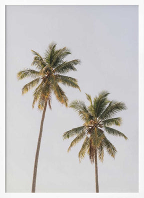 Palm Trees Poster