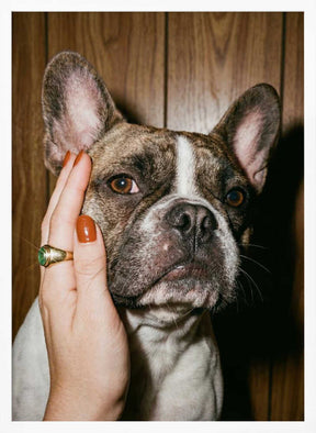 Petting a Frenchie Poster