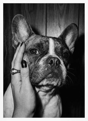 Petting a Frenchie Poster