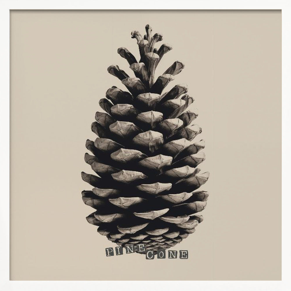 Pine Cone Poster