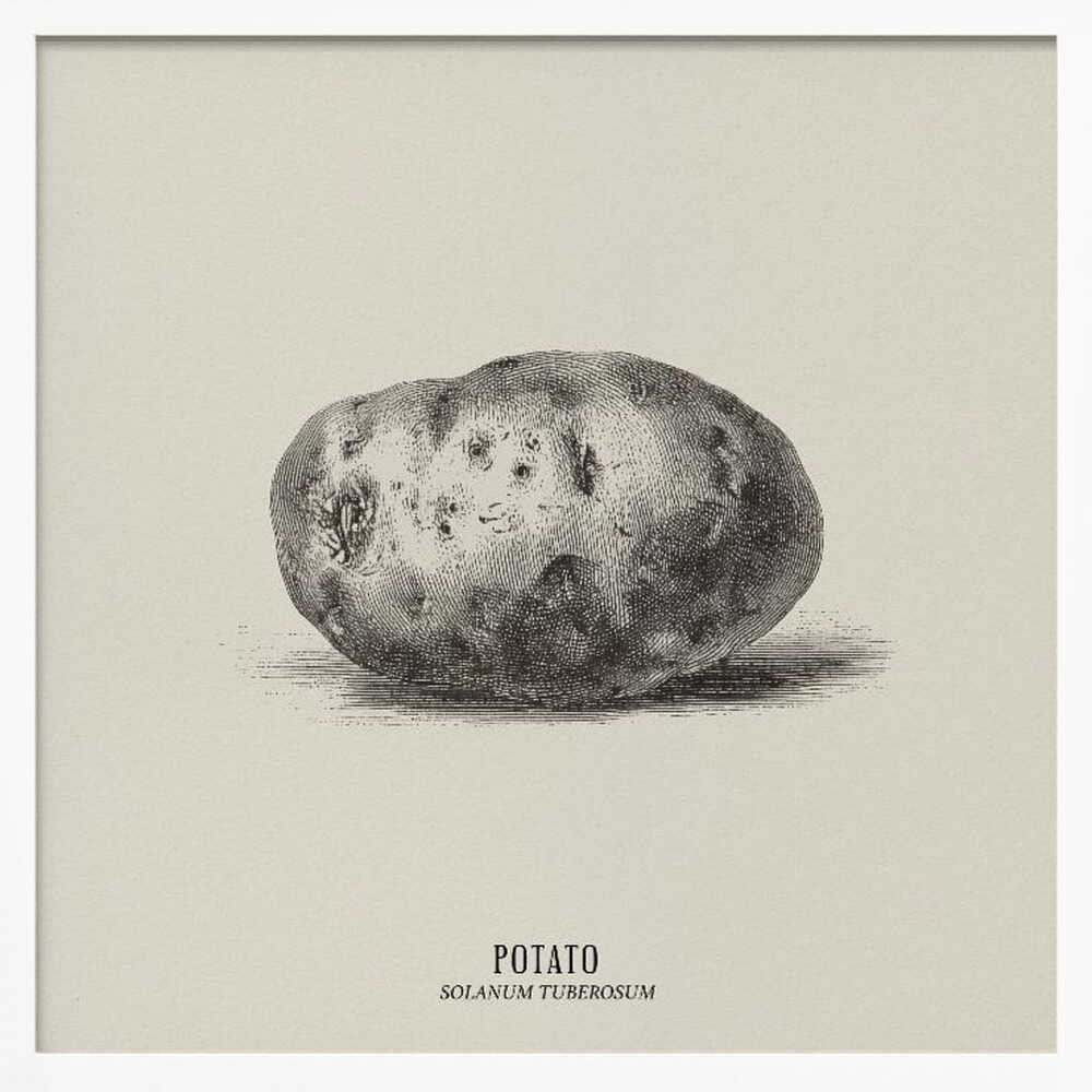 Vintage Vegetables - Potato Poster