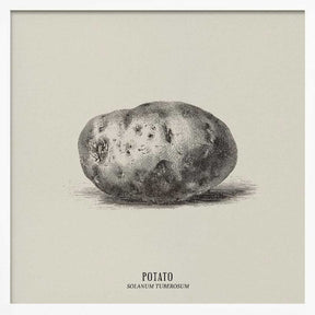 Vintage Vegetables - Potato Poster