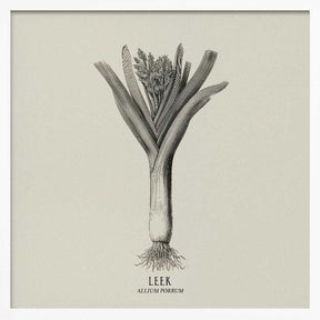 Vintage Vegetables - Leek Poster