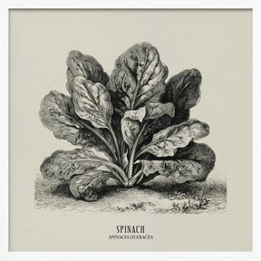 Vintage Vegetables - Spinach Poster