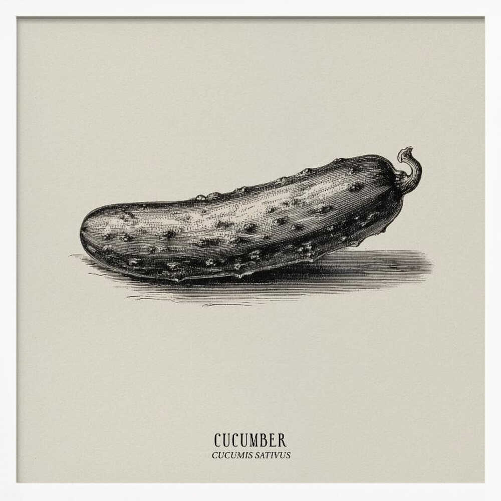 Vintage Vegetables - Cucumber Poster