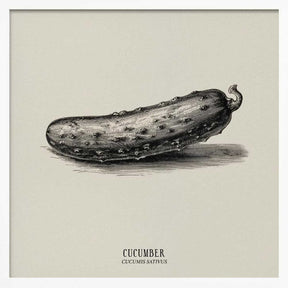 Vintage Vegetables - Cucumber Poster