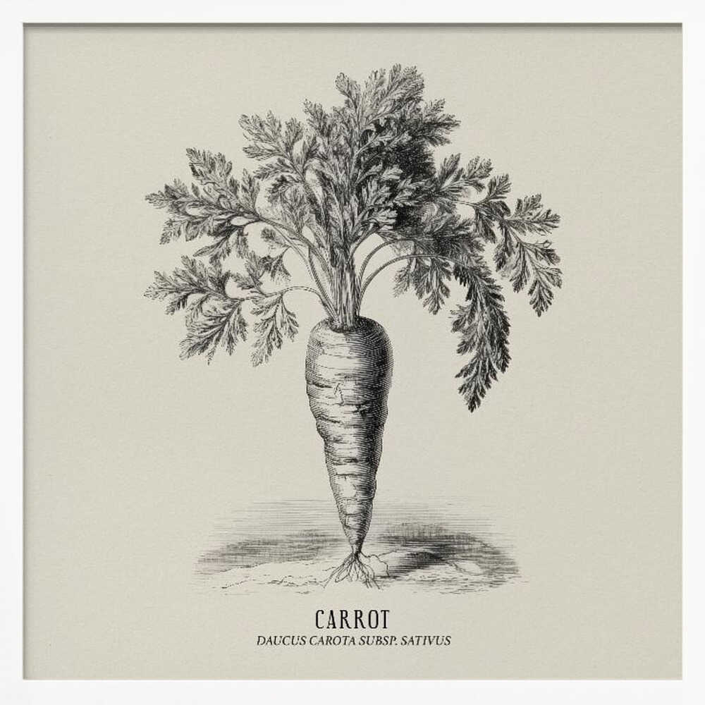 Vintage Vegetables - Carrot Poster