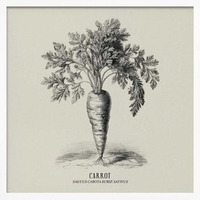 Vintage Vegetables - Carrot Poster