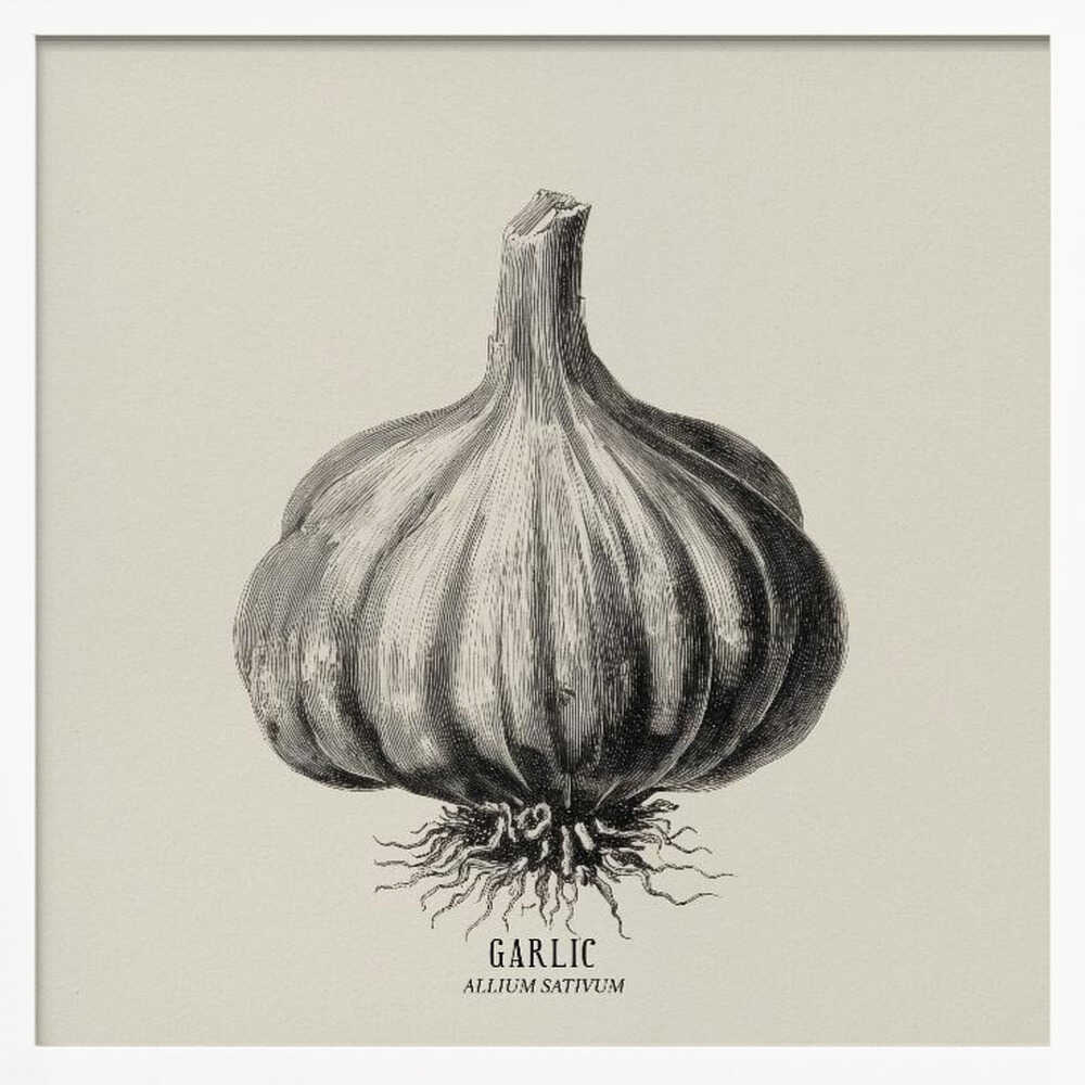 Vintage Vegetables - Garlic Poster