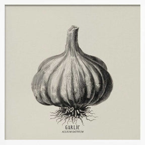 Vintage Vegetables - Garlic Poster