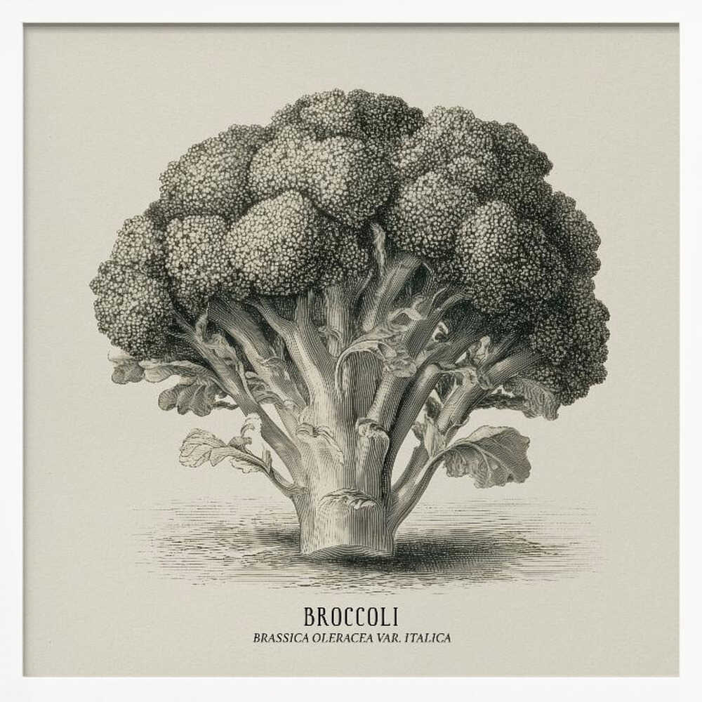 Vintage Vegetables - Broccoli Poster