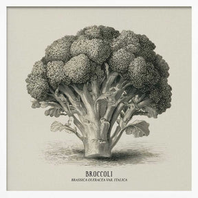 Vintage Vegetables - Broccoli Poster