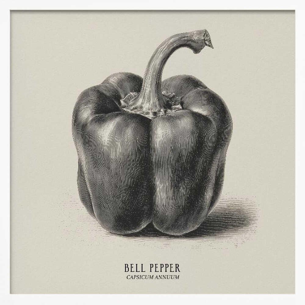 Vintage Vegetables - Bell Pepper Poster