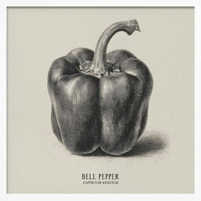 Vintage Vegetables - Bell Pepper Poster