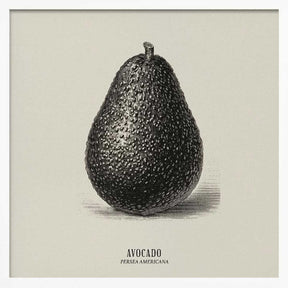 Vintage Vegetables - Avocado Poster