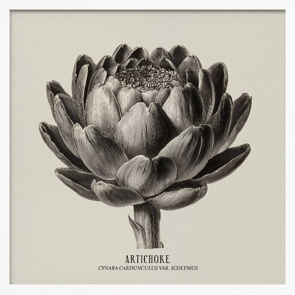 Vintage Vegetables - Artichoke Poster