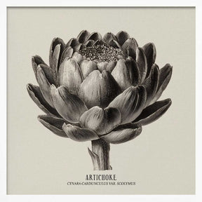 Vintage Vegetables - Artichoke Poster