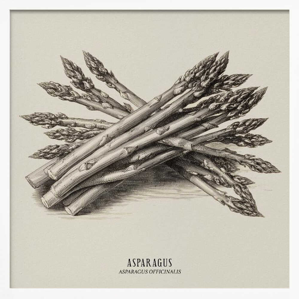 Vintage Vegetables - Asparagus Poster