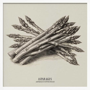 Vintage Vegetables - Asparagus Poster