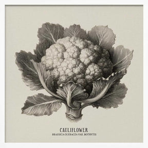 Vintage Vegetables - Cauliflower Poster
