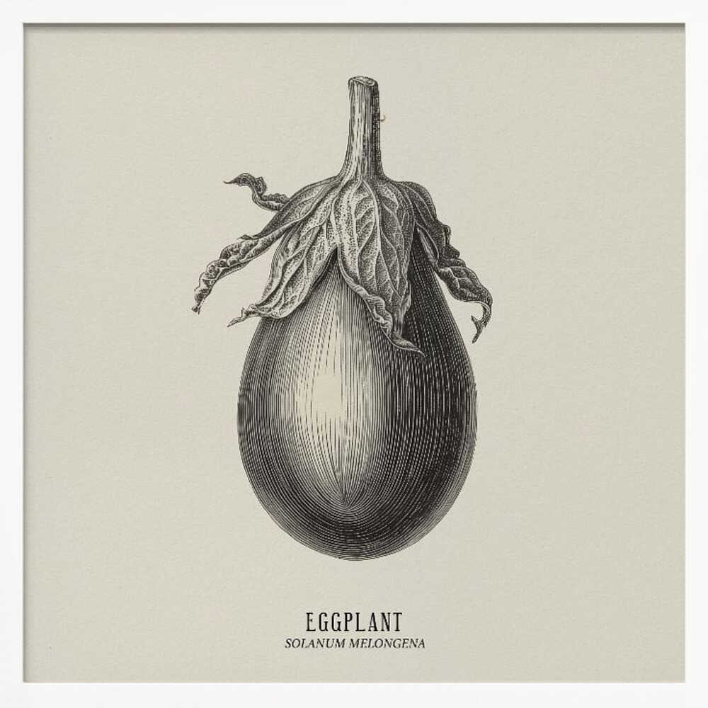 Vintage Vegetables - Eggplant Poster