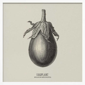 Vintage Vegetables - Eggplant Poster