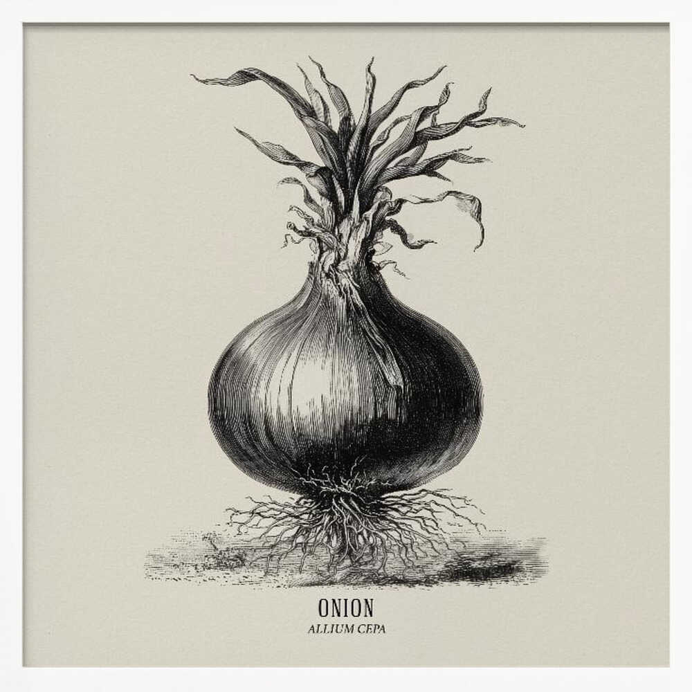 Vintage Vegetables - Onion Poster