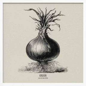 Vintage Vegetables - Onion Poster
