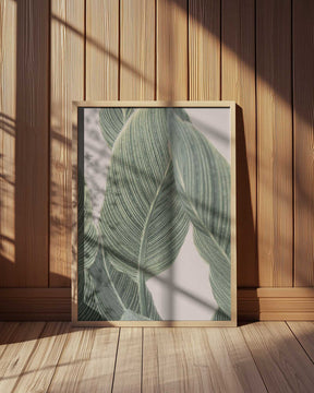Calla Leaf Poster