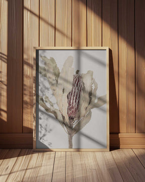 Banksia Poster