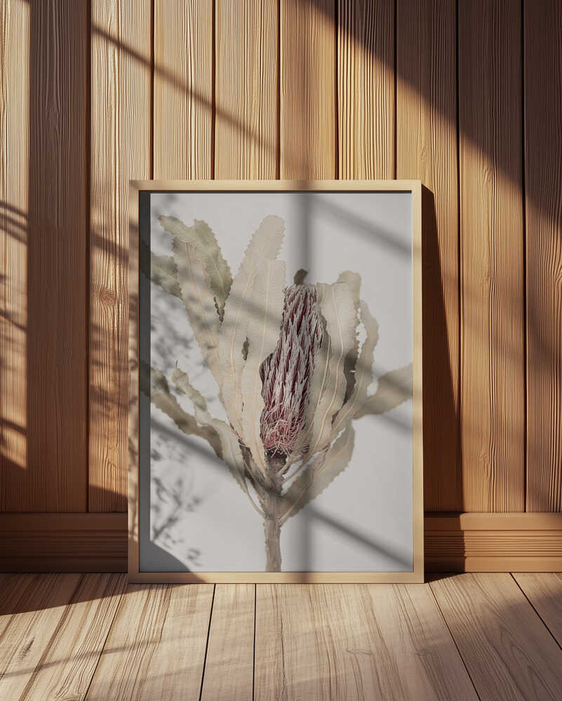 Banksia Poster