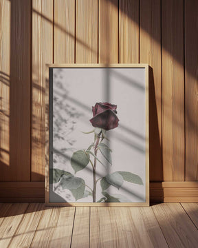 Rose Poster