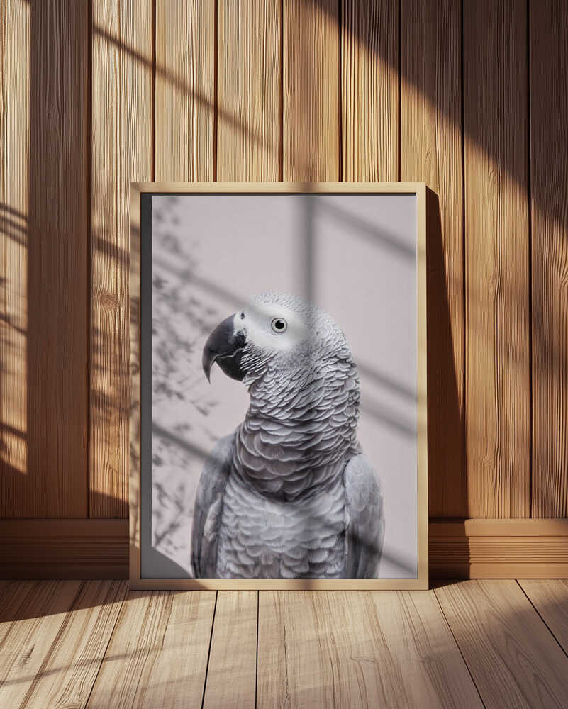 African Grey Poster