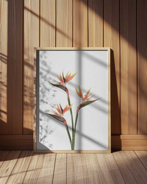 Birds of Paradise Poster