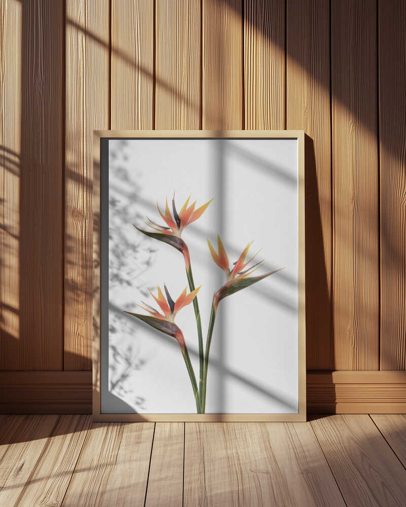 Birds of Paradise Poster