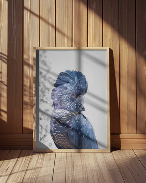 Black Cockatoo Poster