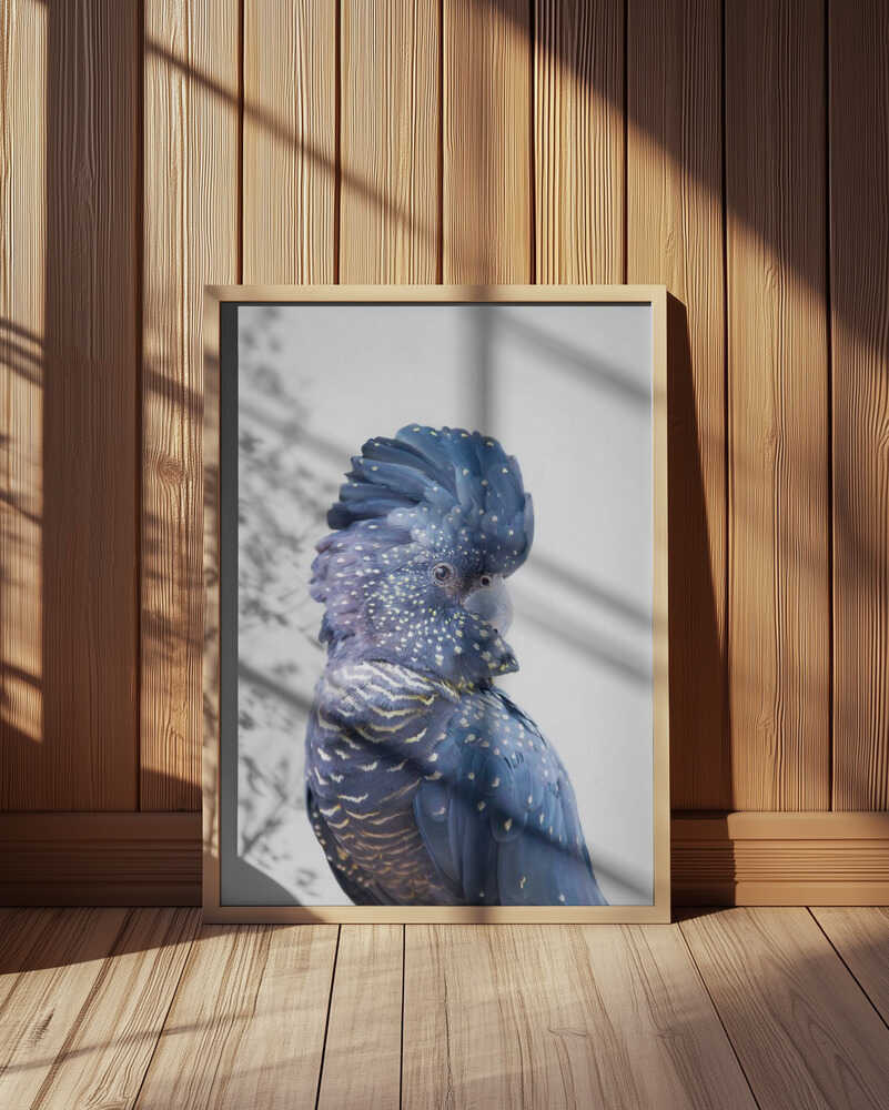 Black Cockatoo Poster