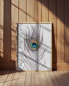 Peacock Feather Poster