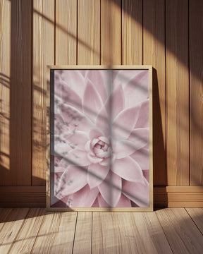 Pink Succulent Poster