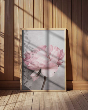 Peony Poster