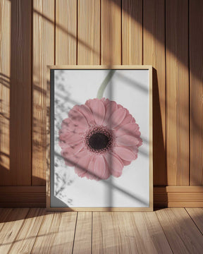 Pink Gerbera II Poster