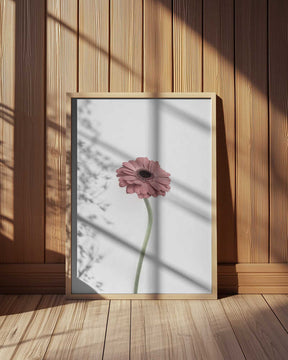 Pink Gerbera Poster