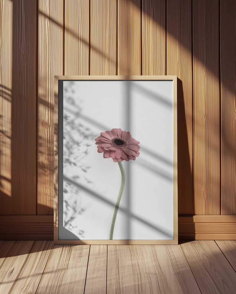 Pink Gerbera Poster