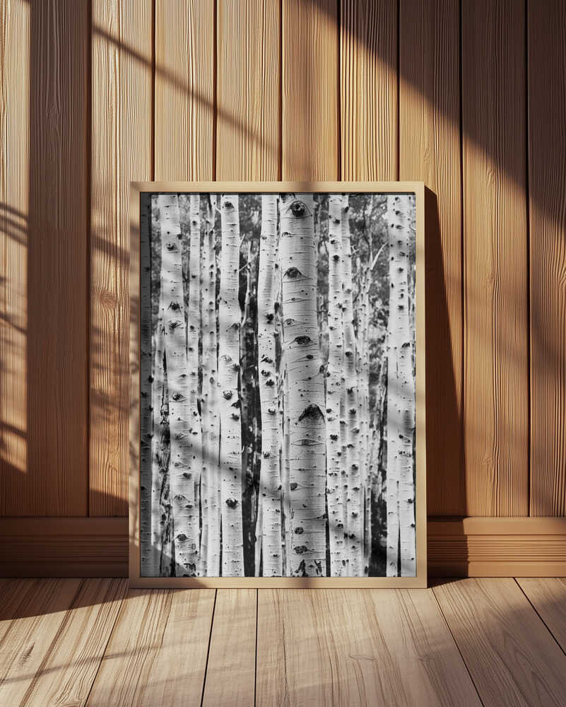 Birches Poster
