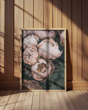 Coral Peonies Poster